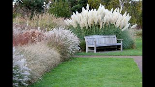 Caring for pampas grass made easy How to cut it correctly [upl. by Asyen]