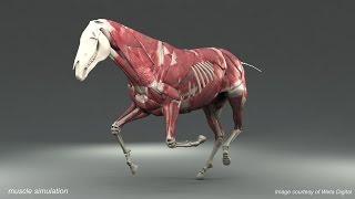 Weta Digital Horse FEM Simulation [upl. by Rickart944]