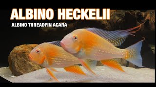 Albino Heckelii  Threadfin Acara  Species Profile [upl. by Gilbertson]