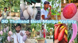 30 Thailand Best Mango Variety [upl. by Jon]