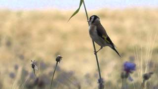 Goldfinch on the field  Stieglitz Carduelis carduelis [upl. by Ahcmis]