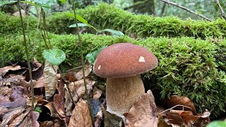 Boletus Reticulatus y Aereus 2023 [upl. by Efi488]