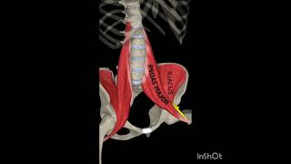 The Iliophosas Human Anatomy anatomy medicalstudent [upl. by Amora]