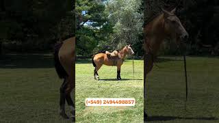 💲 Caballo bayo en venta de campo  850000 LOSEQUINOSCOM [upl. by Lias]