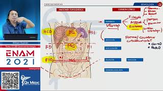 Examen físico del abdomen Semiología en gastroenterología [upl. by Artkele]