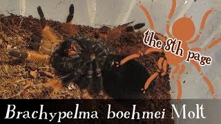 Brachypelma boehmei Molt amp its a girl [upl. by Zuckerman]