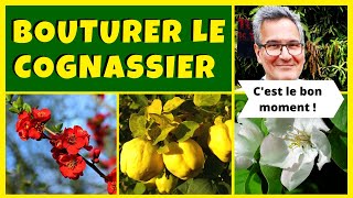 Comment bouturer le cognassier [upl. by Atilegna]