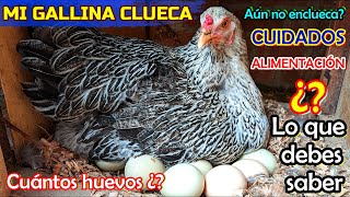 ▶ 7 Cuestiones sobre tener una GALLINA CULECA 🐔  Comportamiento cuidados y alimentación [upl. by Loise]