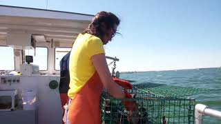 Lobster fishing from preparing the bait to securing the claws [upl. by Killarney]