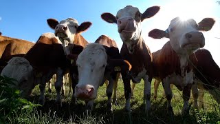 4K Cow videos ver2 🐮🐄 Cows mooing amp grazing in a field 🌿 Nature sounds amp white noise 🌾 Relaxing 🍂 [upl. by Grossman468]