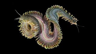 Phylum Annelida Part 2 Polychaeta Segmented Marine Worms [upl. by Ehttam]