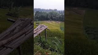 Persiapan panen padi fyp fypシ゚viral fypyoutube trending nature sawah Hidupdikakigunung [upl. by Seilenna313]