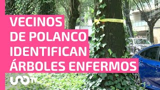 ¿Qué significan los listones amarillos en los árboles de Polanco [upl. by Mochun]