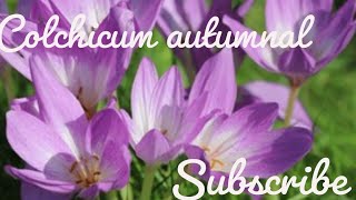 colchicum autumnal [upl. by Enyalaj86]