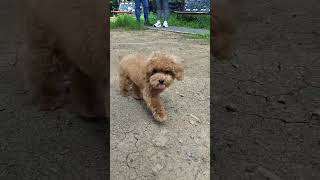 First Experience Offleash in a Park  Babu the Teacup Poodle [upl. by Adnah637]