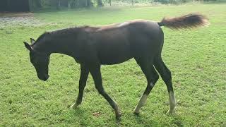 puledro grigio 4 mesi 4 month old grey foal [upl. by Earesed]