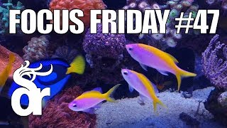 FF47  Keeping Evansi Anthias in your Reef Tank [upl. by Wein]