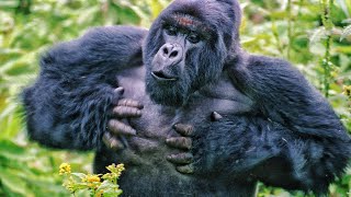 Gorilla Beating Chest  Toronto Zoo [upl. by Hertzog302]