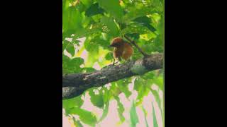 Orange headed thrush naturelovers birds birdslover [upl. by Ez]