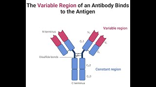 BCHM811 LECTURE 3PRODUCTION OF MONOCLONAL ANTIBODIES [upl. by Lytsirhc]