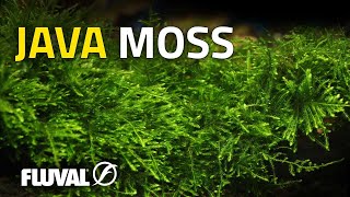 Species Spotlight  Java Moss [upl. by Alidia58]