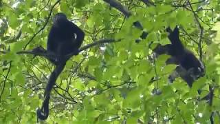 Les singes hurleur du Panama [upl. by Nanine]