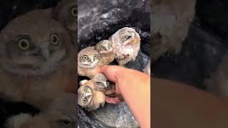 Placing baby burrowing owls back in their burrow 🥹🥹🥹So cute❤️❤️❤️ [upl. by Veriee]