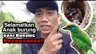 Selamatkan Anak burung ini dari pemangsaPredator [upl. by Nylrad]