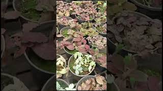 Petunia plants kodungallur Video234 [upl. by Ruff16]