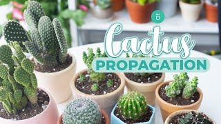 HOW TO PROPAGATE CACTUS EASY amp FAST [upl. by Gusella]