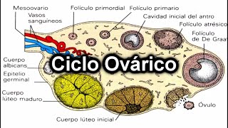 Ciclo Ovárico  Documental de Embriología [upl. by Brenza]