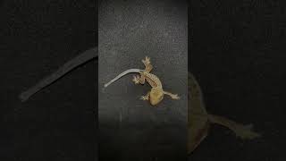 Crested Gecko オウカンミカドヤモリ “크레스티드 게코” crestedgecko [upl. by Calendra]