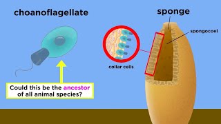 Endosymbiosis Choanoflagellates and the Origin of Animal Life [upl. by Teews]