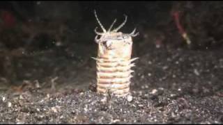 Bobbit Worm and frog fish night hunting Sulavesi [upl. by Jovitah146]