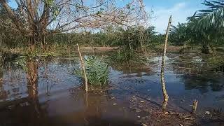 El Nispero aldea paleto cortés se encuentra inundado [upl. by Flavio875]