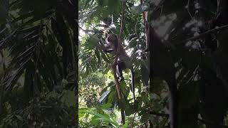 Amazing and Active Monkey Admiring the Nature View shortvideo wildlife primate thomsonnaturepark [upl. by Ynnohj]