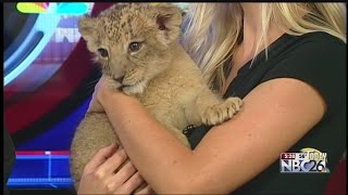 DeYoung Zoo Lion Cub  Part 1 [upl. by Dorman]