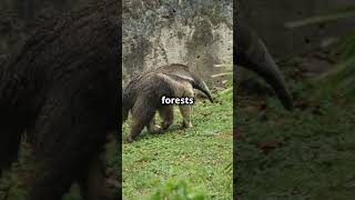 The Amazing Anteater facts animals africa education wildlife [upl. by Celinda]