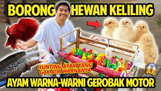 BORONG PEDAGANG HEWAN KELILING PAKE GEROBAK MOTOR AYAM WARNAWARNI amp IKAN KITA BUNGKUS SEMUANYA [upl. by Maeve]