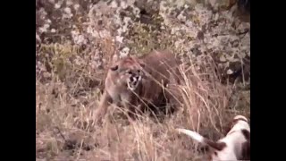 Mountain Lion Shreds Hounds while Bayed on Ground [upl. by Fernando766]