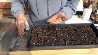 KALE  PLANTING LACINATO PART 1 OAG 2015 [upl. by Eimat]