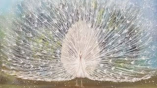 White Peacock Acrylic Painting Tutorial LIVE [upl. by Tebasile]