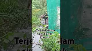 Pencarian biawak komodo komodo biawak shortvideo shots shorts shortsyoutube feedshorts cat [upl. by Bullard946]