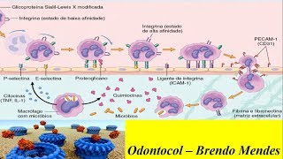 Processo inflamatório  Inflamação aguda e crônica [upl. by Ewen]