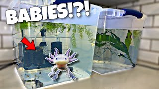 Breeding Axolotls for Profit [upl. by Phedra530]