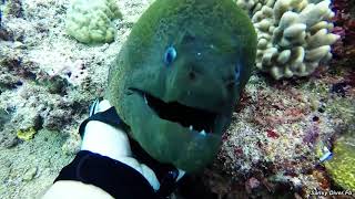 Friendly Dragon  Petting a Large Friendly Moray Eel [upl. by Asp]