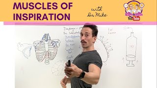 Muscles of Breathing  InspirationInhalation [upl. by Areic]