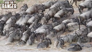 Mara River Crossing  Great Migration  Maasai Mara Safari  Zebra Plains [upl. by Ikila159]