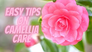 Camellia bush care  How to prune camellia  How to fertilize camellia [upl. by Lambard]