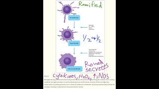 new How immunoexcitotoxicity amp microglia cause brain damage [upl. by Abbey]